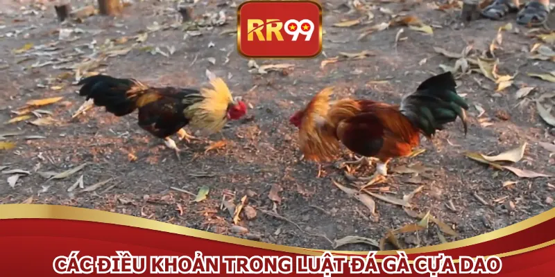 Các điều khoản trong luật đá gà cựa dao