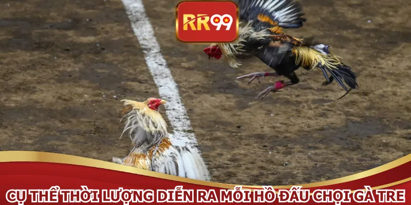 Cụ thể thời lượng diễn ra mỗi hồ đấu chọi gà tre