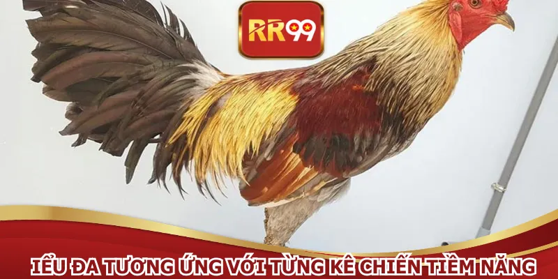 Kiểu đá tương ứng với từng kê chiến tiềm năng