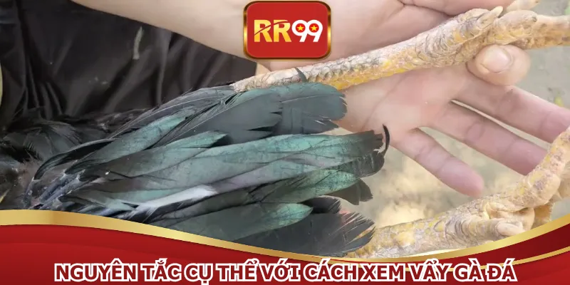 Nguyên tắc cụ thể với cách xem vẩy gà đá